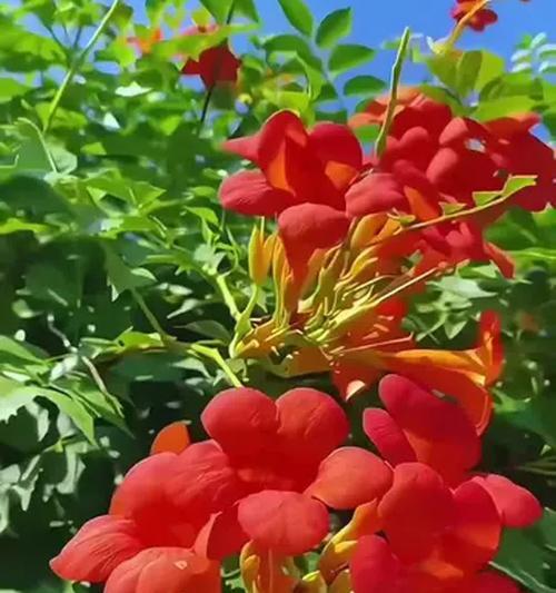 花的芬芳寓意什么