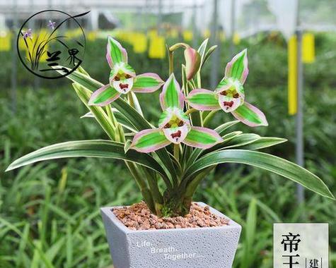 兰花一杆双花的寓意：深度解读传统与现代审美中的植物文化