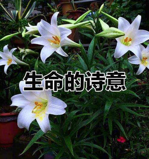 象征着希望和生命的花：每一朵都承载着独特的意义