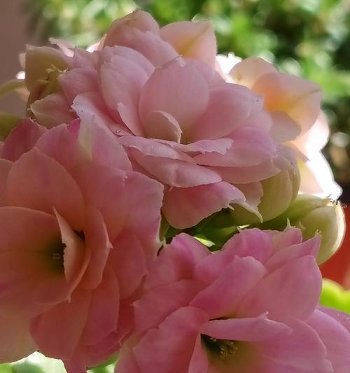 象征心灵美丽的花——花语中的心灵之花