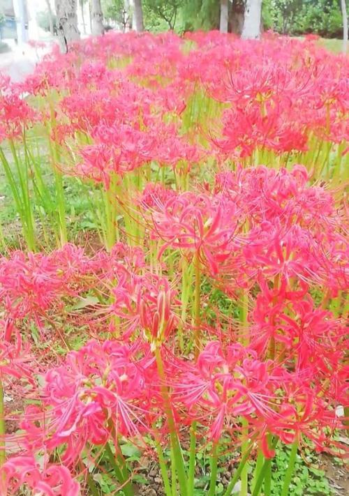 粉色彼岸花花语：浪漫与神秘的交响曲