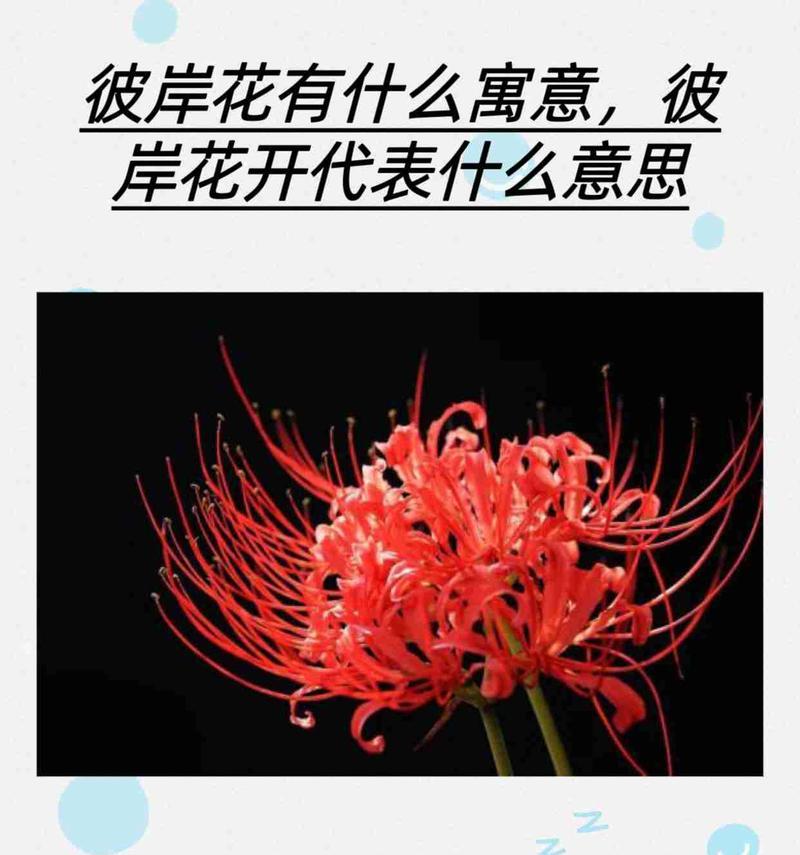 双生彼岸花的花语象征什么