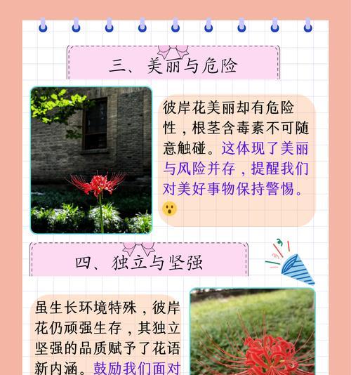 双生彼岸花的花语象征什么
