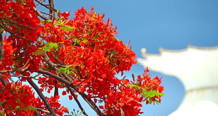 三亚的象征花是什么花