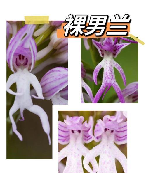 匈牙利兰花：探秘其独特的花语与文化意义
