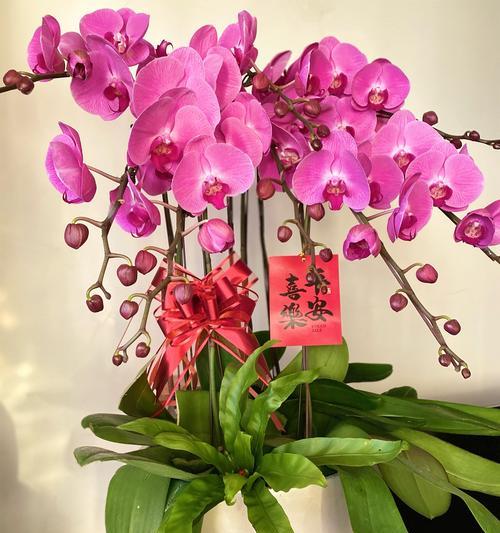 匈牙利兰花：探秘其独特的花语与文化意义