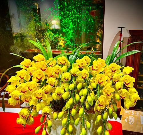 匈牙利兰花：探秘其独特的花语与文化意义