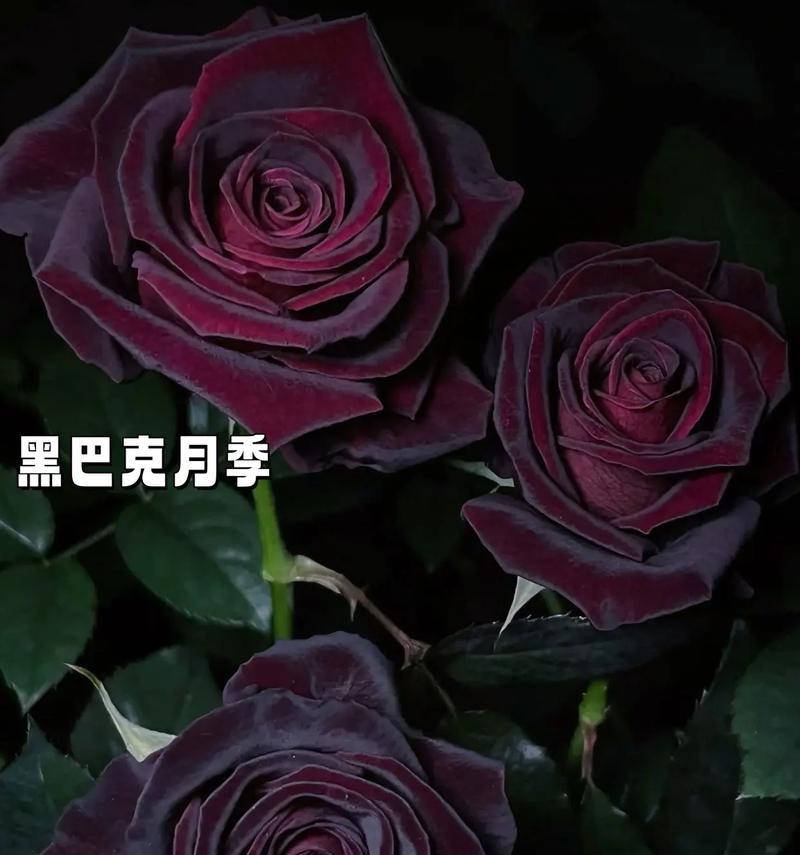 月季成堆的花语是什么