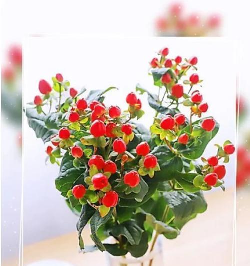 火龙珠的花语是什么
