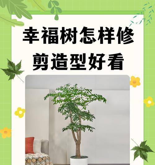 幸福树花语是什么：探索这一绿植的深层含义