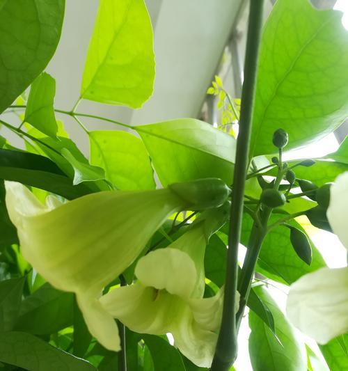 幸福树花语是什么：探索这一绿植的深层含义