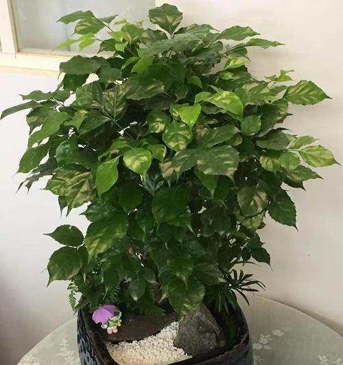幸福树花语是什么：探索这一绿植的深层含义