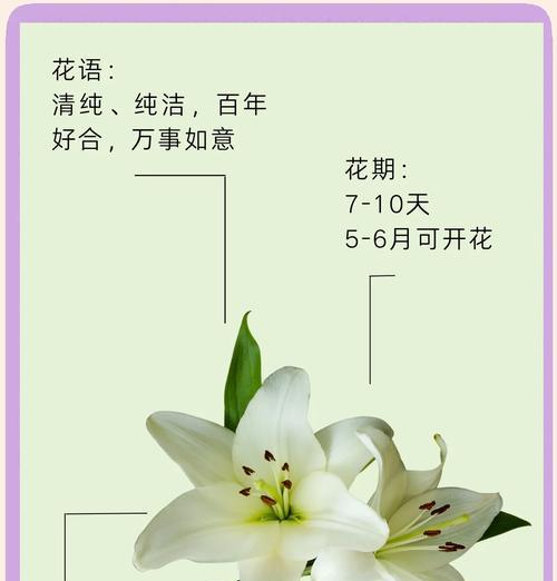 西方象征纯洁永恒的花——百合花的文化与象征意义