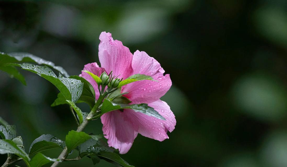 木槿花的花语是什么