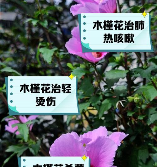 木槿花的花语是什么