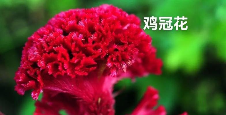 鸡冠花的寓意是什么——探秘花语背后的文化与故事
