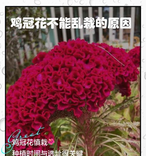 鸡冠花的寓意是什么——探秘花语背后的文化与故事