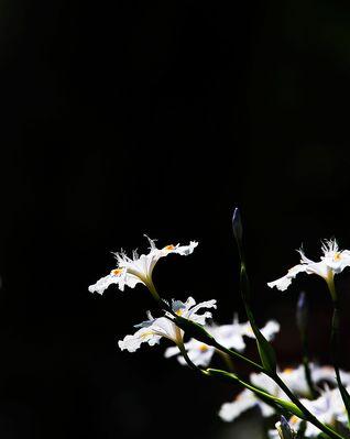 白鸢花的寓意与文化解读