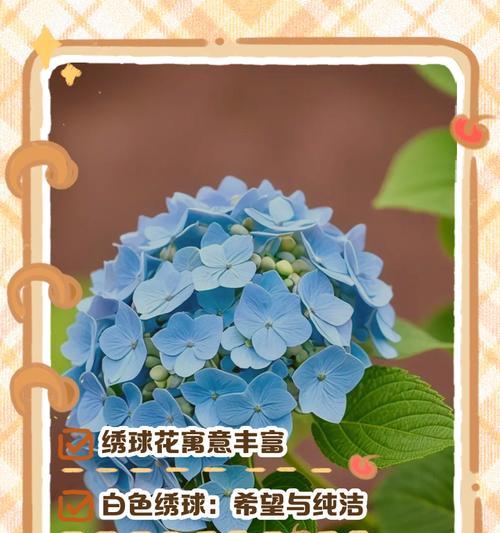 羽毛球花的寓意和禁忌解析