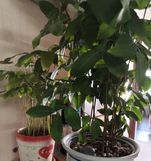 桂圆花语：探秘这一古老果实的浪漫含义与文化象征