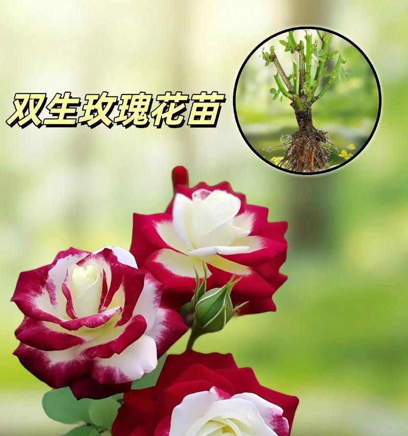 荷花的花语有哪些深层含义？
