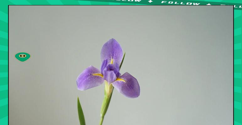 象征自由智慧的花是什么花