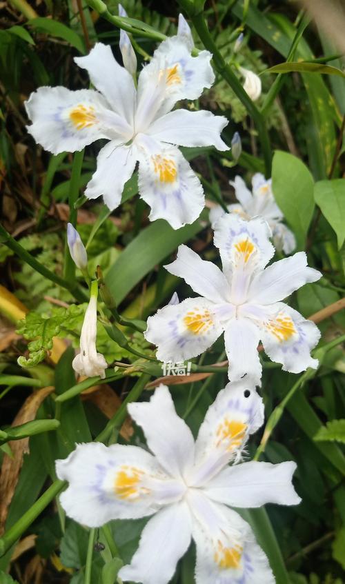 白色鸢尾花花语是什么