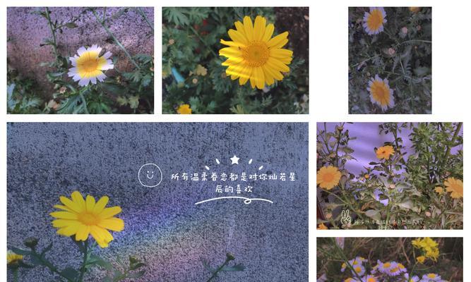 暗恋是什么花的花语