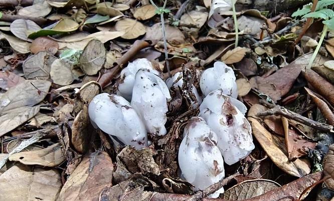 什么花象征死人的意思