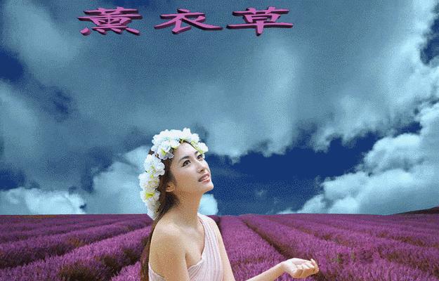 什么花语是骗子