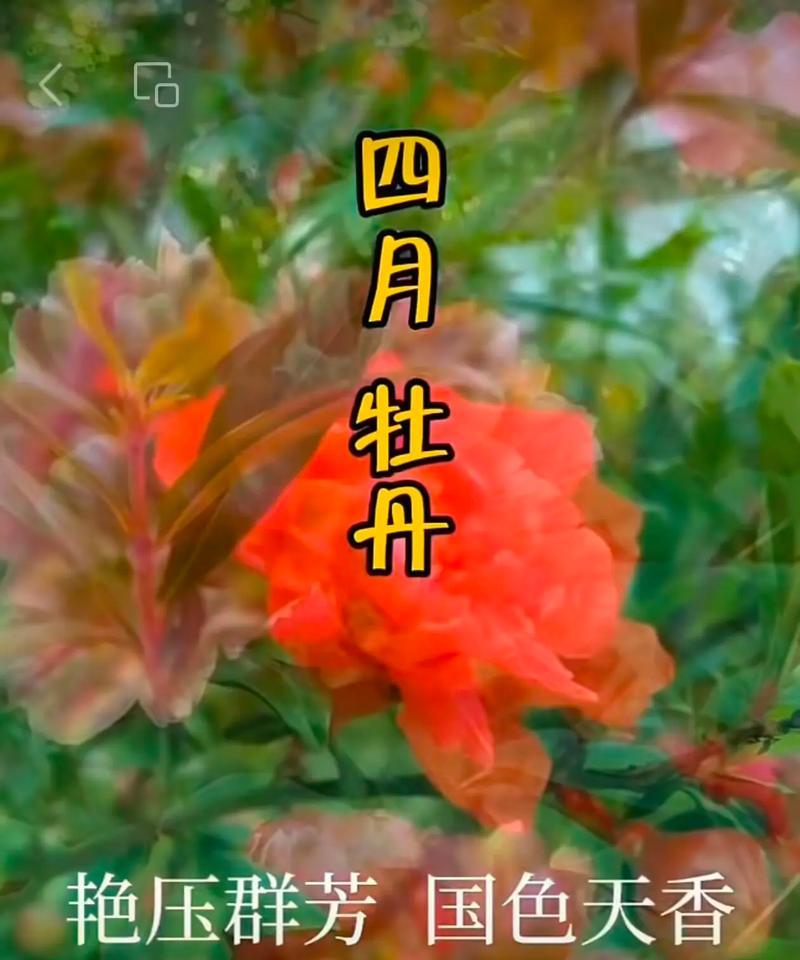 如何通过花语表达情感？