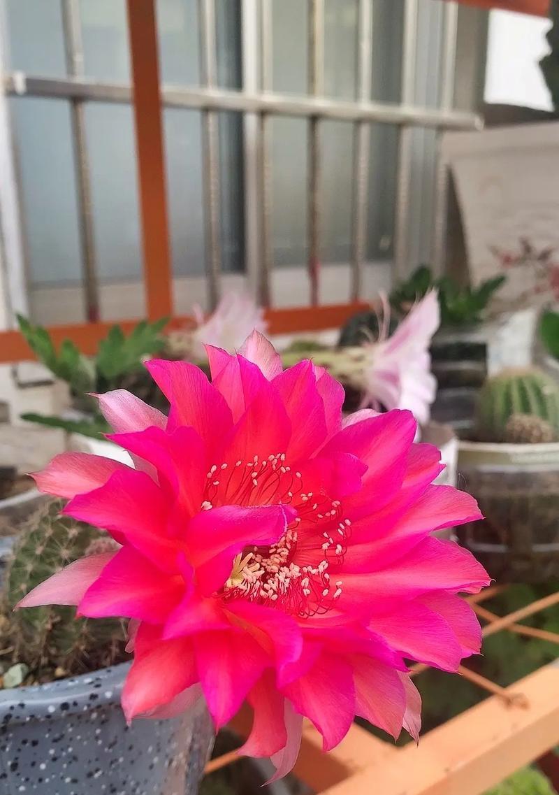 仙人球开红色花的神秘寓意