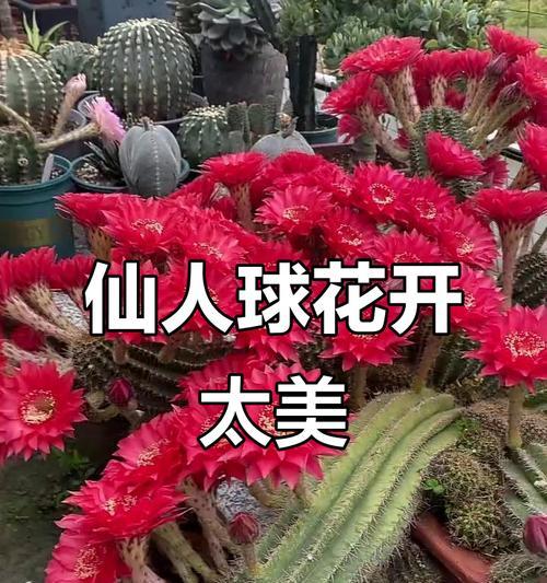 仙人球开红色花的神秘寓意