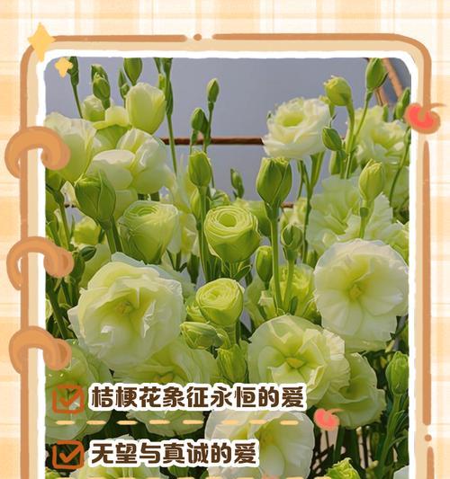 连翘的花语有哪些含义？