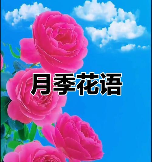 月季花象征母亲的花语是什么