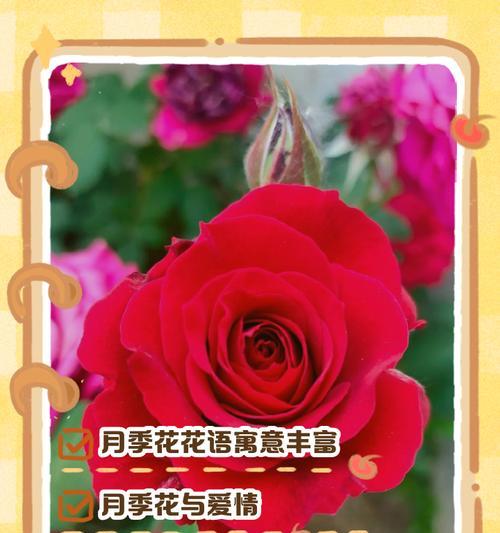 月季花象征母亲的花语是什么