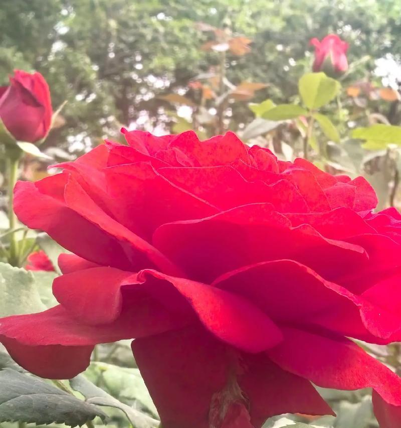 月季花象征母亲的花语是什么