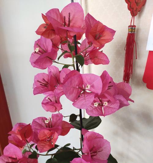串兰花语：花中君子的深意解析