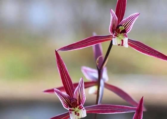 雏菊的花语代表什么？