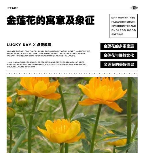 满天星的花语代表什么？