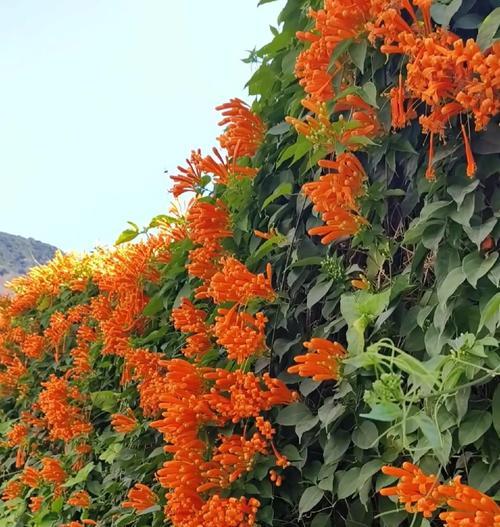 广西象征性的花是什么花——揭秘岭南奇苑