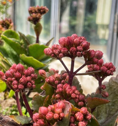 杂乱的花的寓意探究：象征、文化与审美