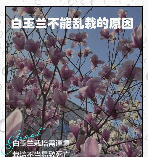 杂乱的花的寓意探究：象征、文化与审美