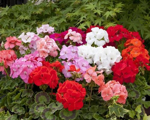 大波斯菊花语是什么：一朵花的深厚情感