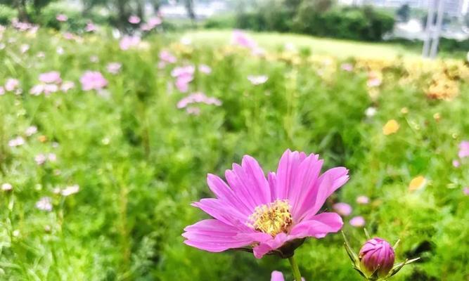 大波斯菊花语是什么：一朵花的深厚情感