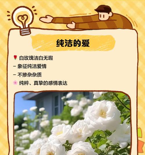 11朵白玫瑰花语是什么