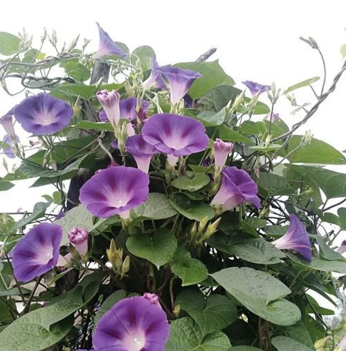 关于牵牛花的象征意义是什么