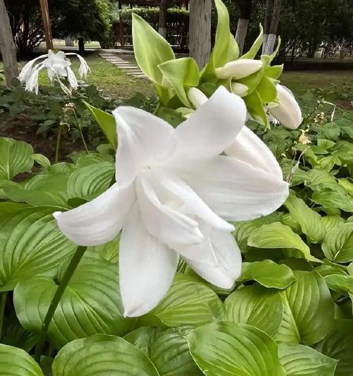 玉珍花的寓意与象征