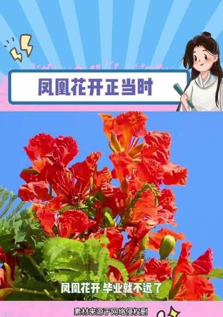 象征离别友谊的花是什么