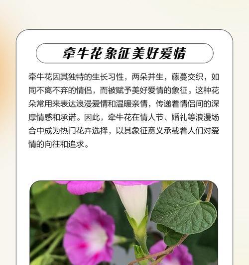 送人的花代表什么含义和象征